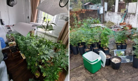 Plantação de maconha é apreendida dentro de apartamento em Porto Alegre