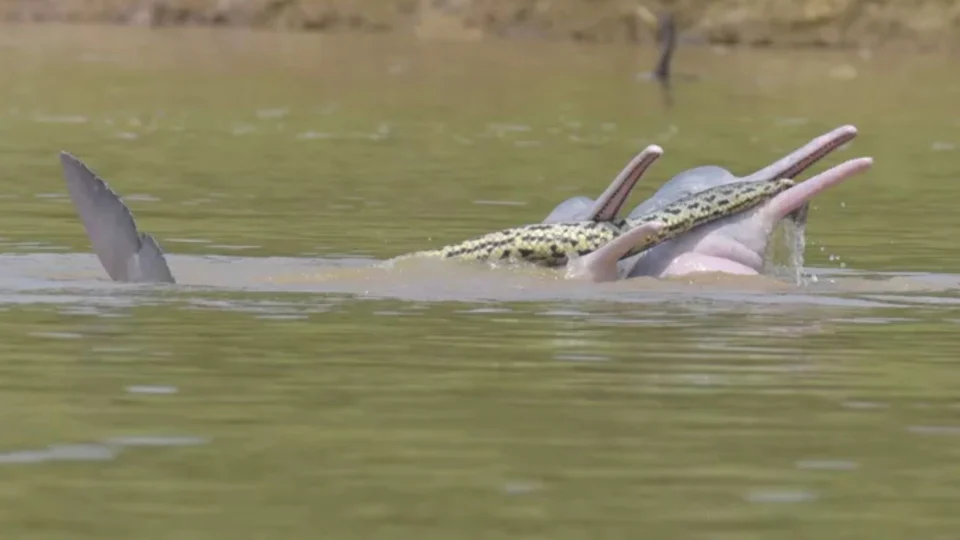 Botos brincam com cobra em rio da Colômbia; imagem foi publicada na revista científica ‘Ecology’