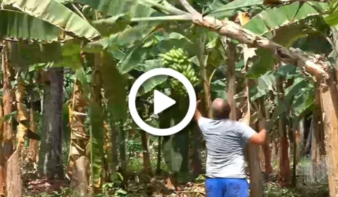 VÍDEO: Amazonas desce no ranking de produtor de banana