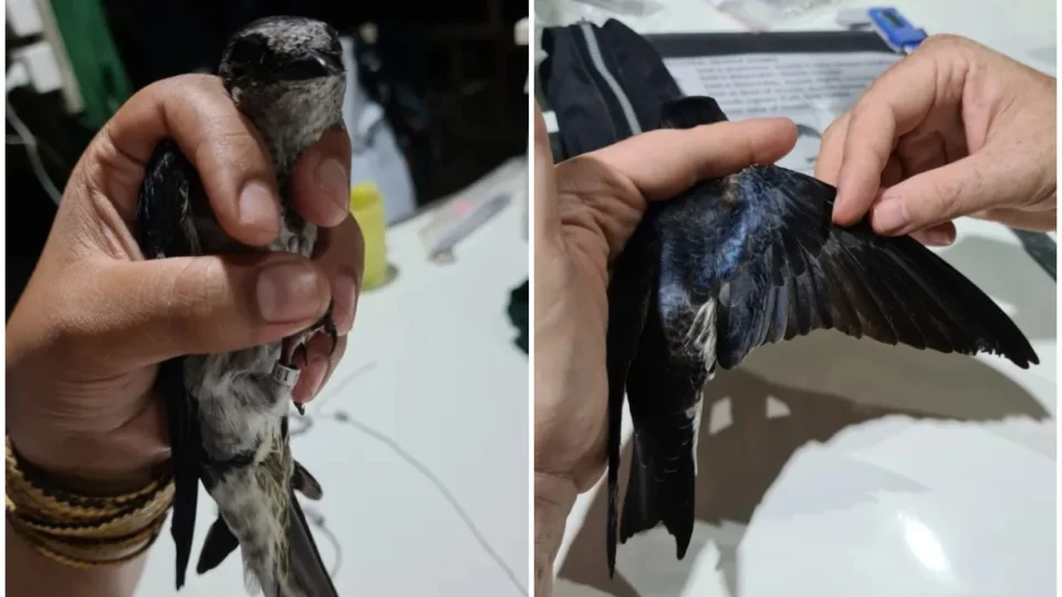 Estudo atesta acúmulo de mercúrio nas penas de andorinhas-azuis que migram para a Amazônia