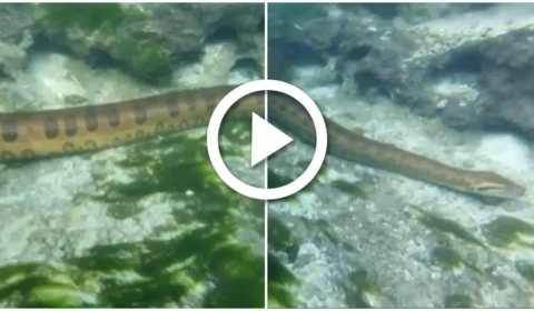 VÍDEO: sucuri de 6 metros é flagrada em rio de água cristalina em Mato Grosso do Sul