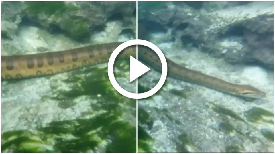 VÍDEO: sucuri de 6 metros é flagrada em rio de água cristalina em Mato Grosso do Sul