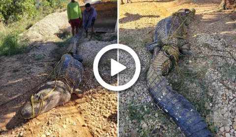 VÍDEO: jacaré gigante é retirado de lago em Luzimangues, no Tocantins