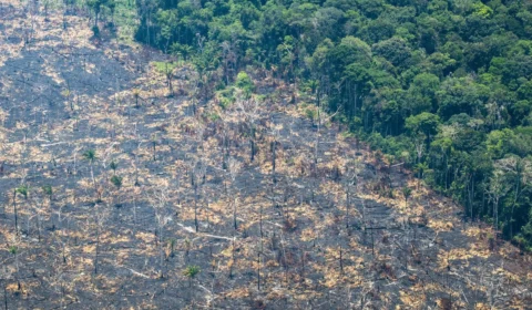Desmatamento na Amazônia bate recorde e chega a 1.013 km² em abril