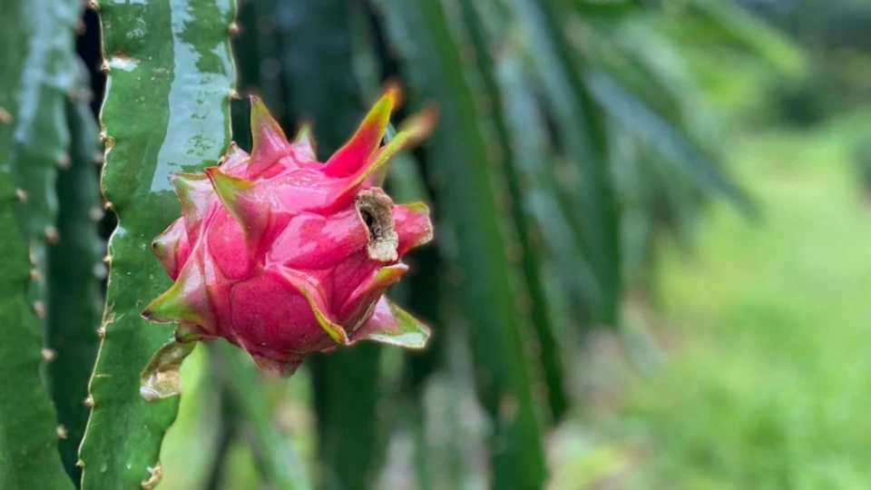 Ação incentiva o cultivo de pitaia por produtores rurais em Manaus