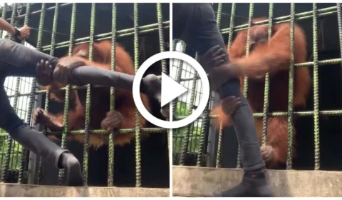 VÍDEO: homem é agarrado por orangotango em zoológico e fica em desespero tentando se soltar, na Indonésia