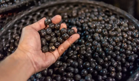 Amazonas registra alta no valor de produção da extração vegetal, diz IBGE