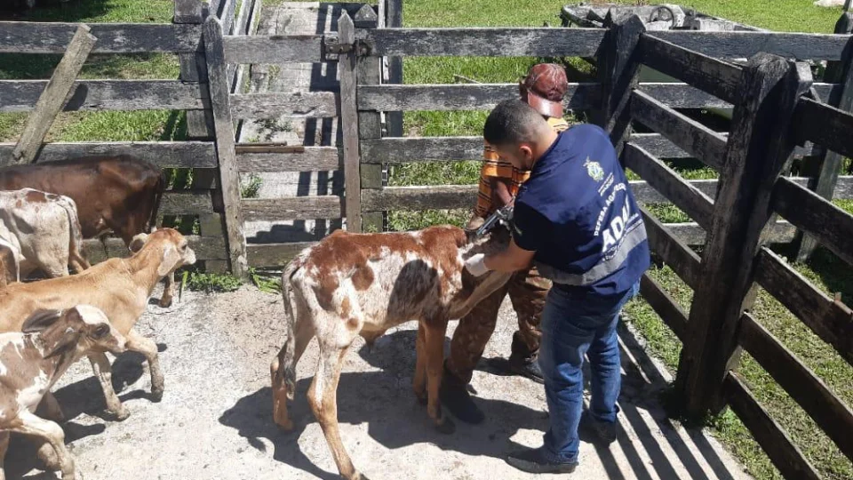 Prorrogado prazo de vacinação contra febre aftosa em 41 municípios do Amazonas