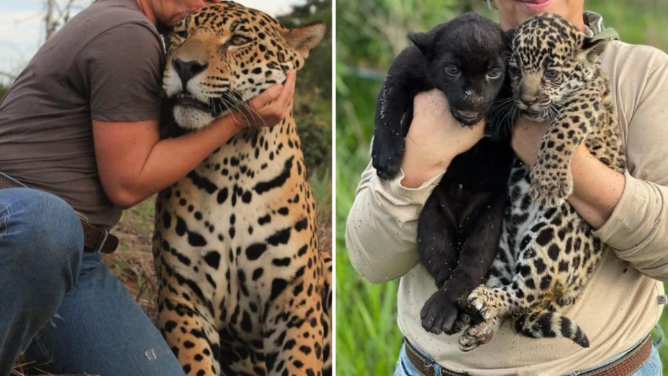 Ibama multa Instituto Onça-Pintada em R$ 450 mil após mortes de 72 animais por suposta negligência, em Goiás