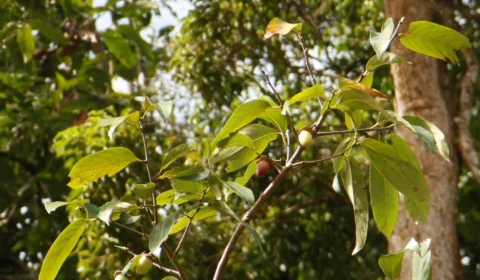 No Amazonas, pesquisadores estudam extração sustentável de óleo em árvores nativas