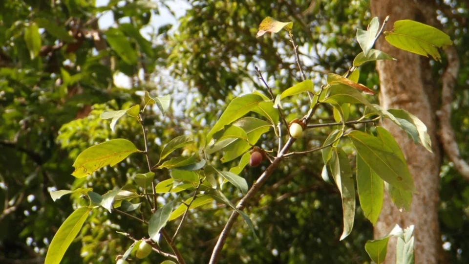 No Amazonas, pesquisadores estudam extração sustentável de óleo em árvores nativas