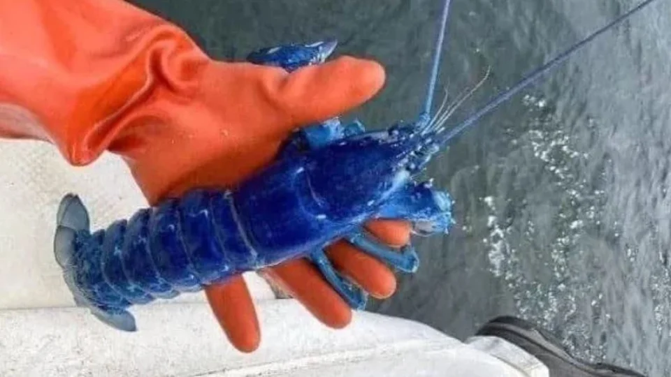 Raridade: lagosta azul é encontrada por pescador nos Estados Unidos
