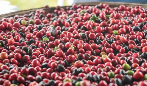 Semana da Cultura do Café será realizado no Amazonas