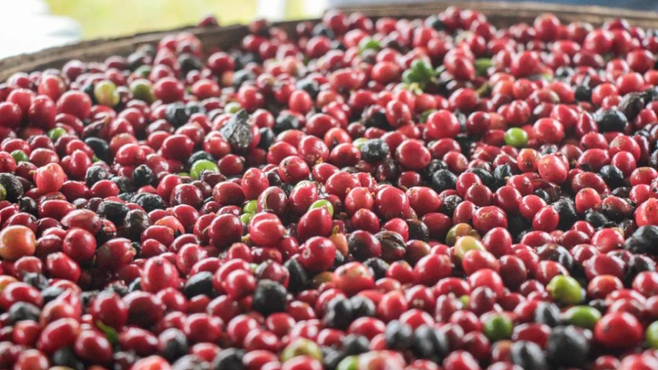 Semana da Cultura do Café será realizado no Amazonas