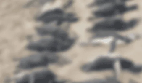 Passagem de ciclone extratropical em SC resulta na morte de quase 600 pinguins