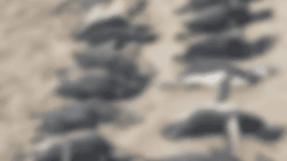 Passagem de ciclone extratropical em SC resulta na morte de quase 600 pinguins