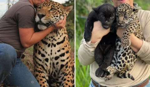 Semad de Goias diz que não encontrou problema no Instituto Onça-Pintada após fiscalização