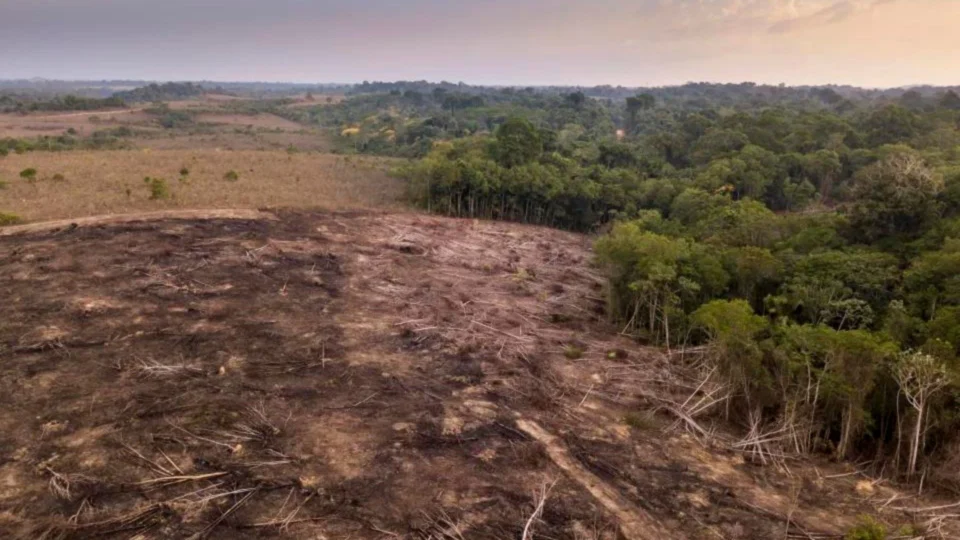 Área sob alerta de desmatamento na Amazônia Legal foi a maior para o mês de junho desde 2016