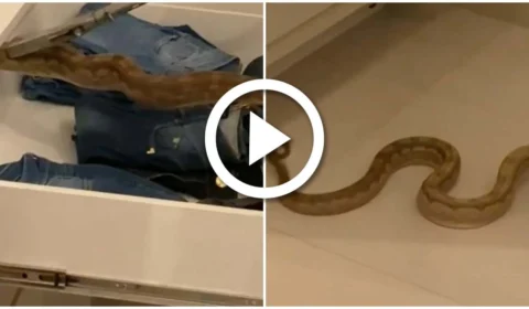 VÍDEO: casal encontra cobra dentro de guarda-roupa em apartamento, em Goiânia