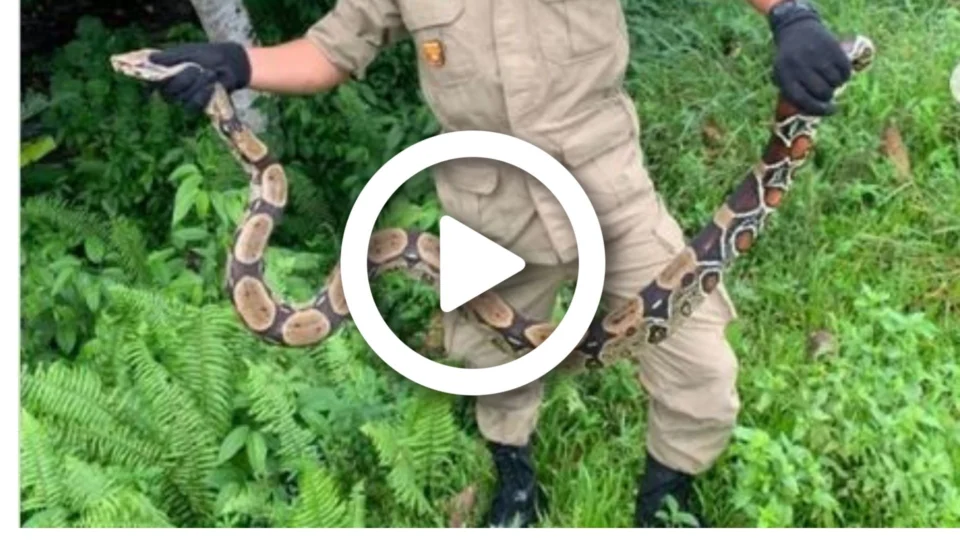VÍDEO: jiboia é encontrada em chácara no bairro Gilberto Mestrinho, zona Leste de Manaus