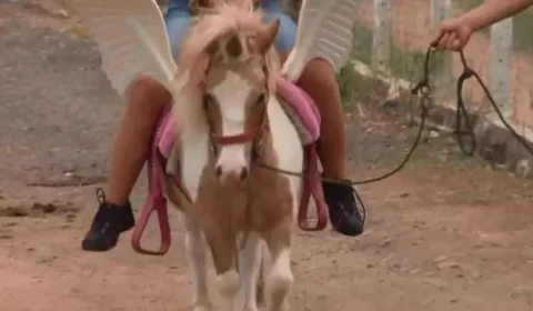 Vinte pôneis atropelam crianças em colônia de férias na França