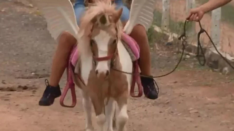 Vinte pôneis atropelam crianças em colônia de férias na França