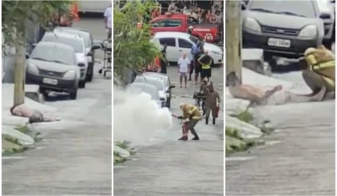 Homem sobrevive após levar 1.500 ferroadas de abelhas, no Rio de Janeiro