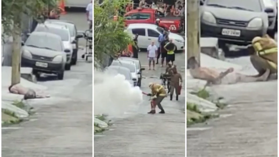 Homem sobrevive após levar 1.500 ferroadas de abelhas, no Rio de Janeiro