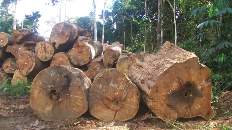 Quase 90% da exploração madeireira no AM é ilegal, diz pesquisa