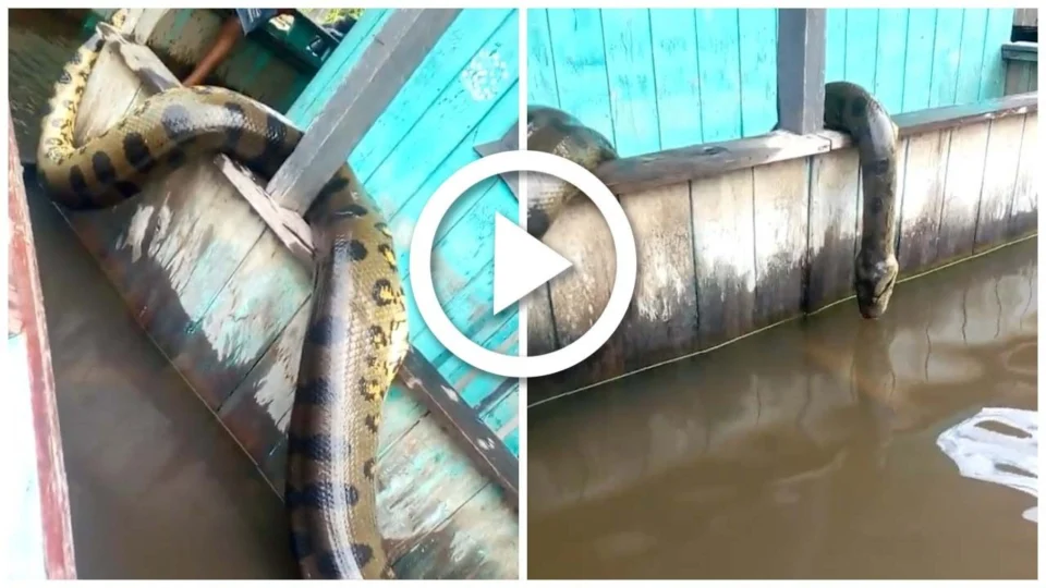 VÍDEO: sucuri gigante é capturada e morta no Amazonas