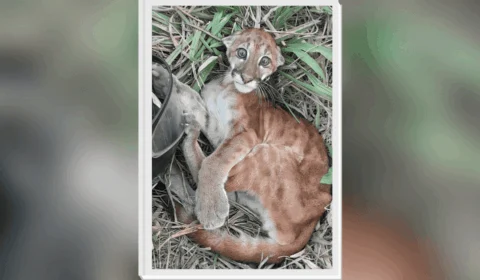 Filhote de onça puma resgatado em margem de rio segue internado em RO