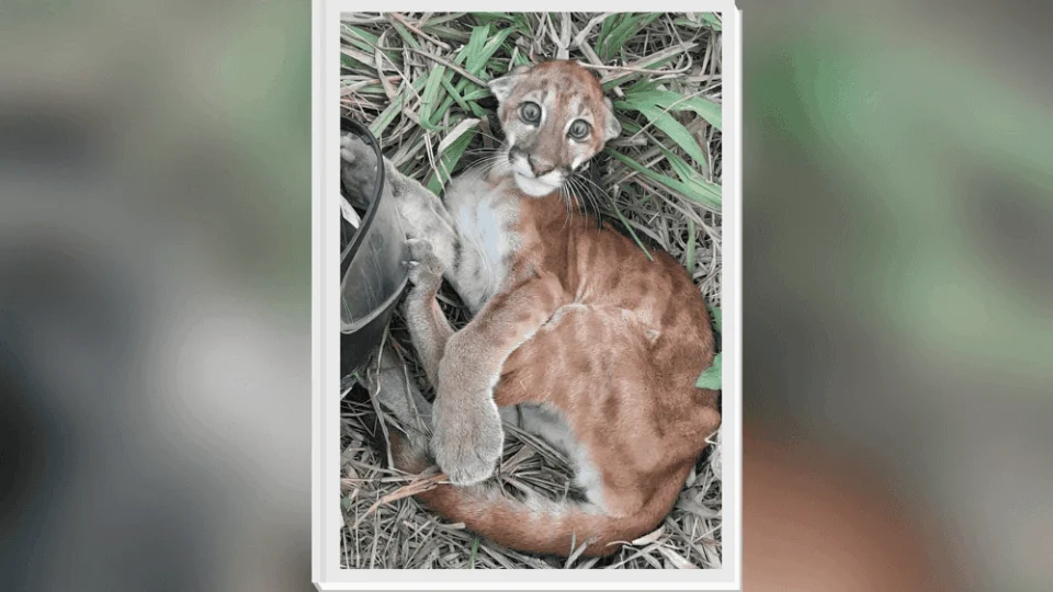 Filhote de onça puma resgatado em margem de rio segue internado em RO