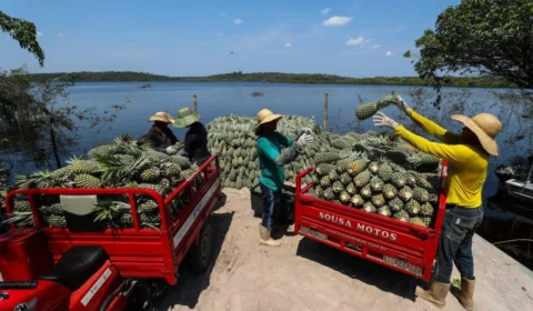 Amazonas tem 90% dos agricultores no perfil de produtor familiar, aponta Ipaam