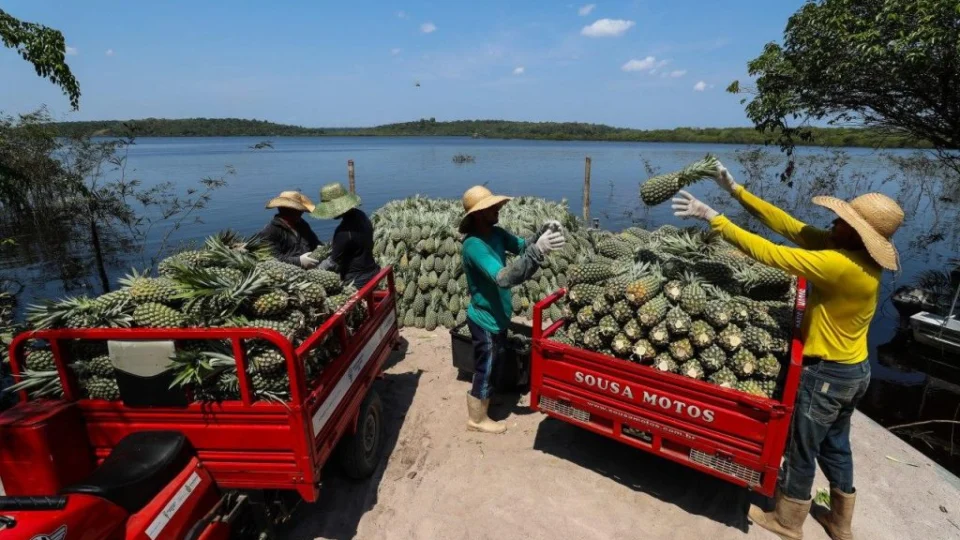 Amazonas tem 90% dos agricultores no perfil de produtor familiar, aponta Ipaam