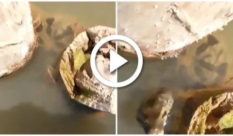 VÍDEO: sucuri dá bote e assusta guia no Rio Araguaia, em Goiás