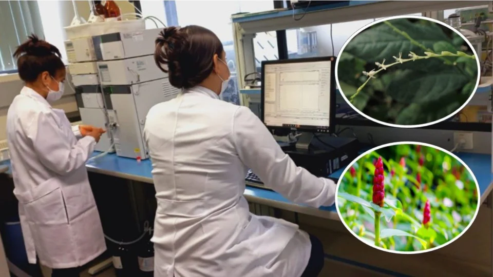 Flora amazônica: projeto investiga potencial terapêutico de chás a base de plantas na região do médio-solimões, no AM