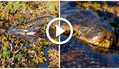 VÍDEO: sucuri amarela de 5 metros é flagrada ‘camuflada’ em meio a vegetação no Pantanal de MS