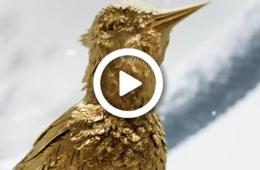 Com estreia para 2023, primeiro teaser oficial do longa ‘Jogos Vorazes: A Cantiga dos Pássaros e das Serpentes’ é lançado nos EUA