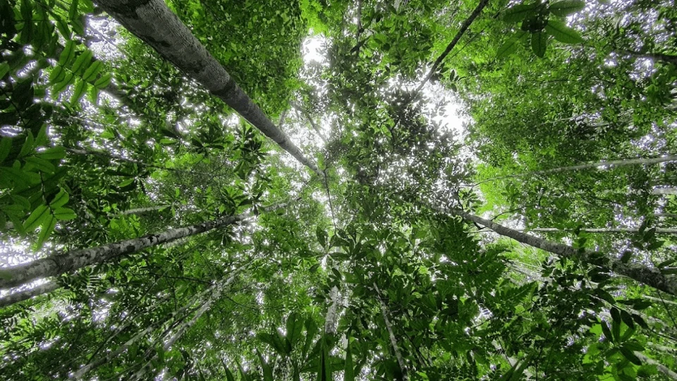 Inpa oferece 15 vagas em cursos de mestrado e doutorado no AM