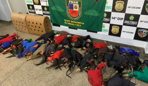Batalhão Ambiental prende 25 pessoas em rinha de galos em Manaus