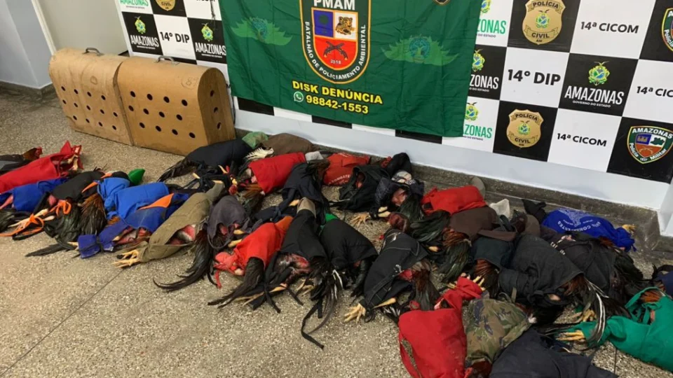 Batalhão Ambiental prende 25 pessoas em rinha de galos em Manaus