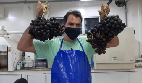 Pesquisa desenvolve vinho à base de mapati, fruta conhecida como uva-da-Amazônia