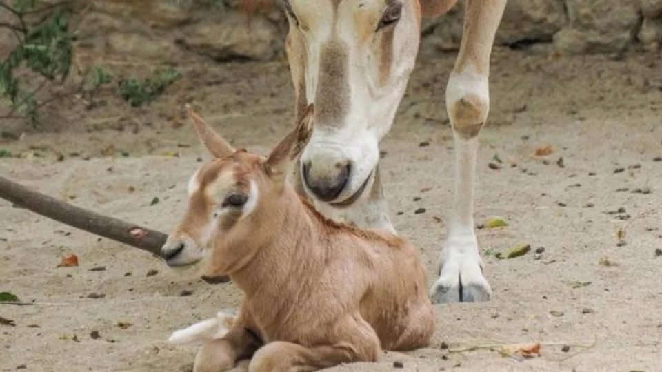Zoológico de Lisboa tenta salvar espécie de ‘órix-de-cimitarra’ de extinção