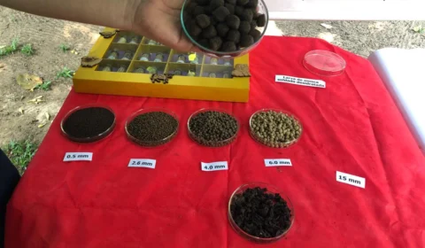 Inpa promove evento híbrido de popularização da aquicultura no Amazonas