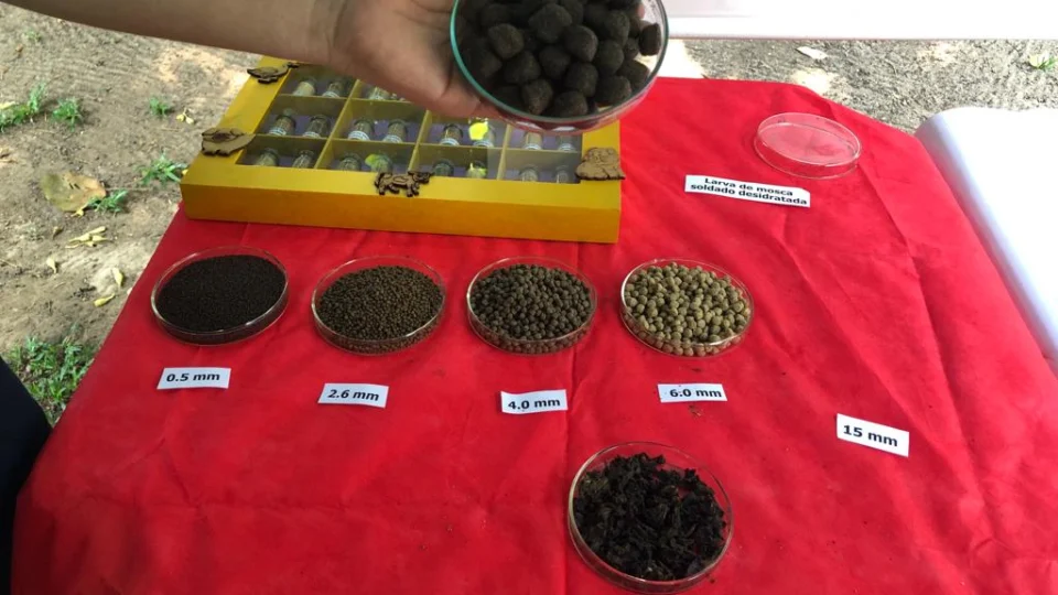 Inpa promove evento híbrido de popularização da aquicultura no Amazonas