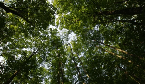 Veja 10 frases para enviar e celebrar o Dia Mundial do Meio Ambiente