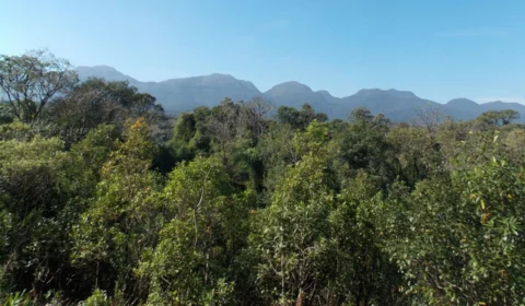 Mata Atlântica: desmatamento cresce em 2021, aponta MapBiomas