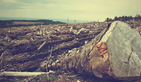 Desmatamento: lei aprovada pela União Europeia é marco histórico, diz OC