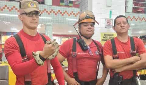 Filhote de jiboia é capturado em brinquedo de sorveteria em Manaus