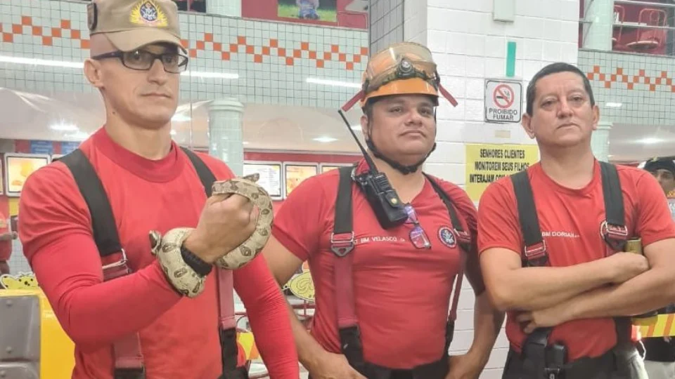 Filhote de jiboia é capturado em brinquedo de sorveteria em Manaus